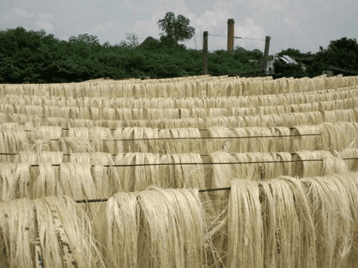 tanaman flax yang akan dijadikan bahan linen