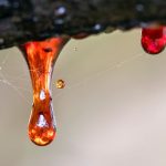 Cara Menghilangkan Getah Pohon dari Baju dengan Mudah